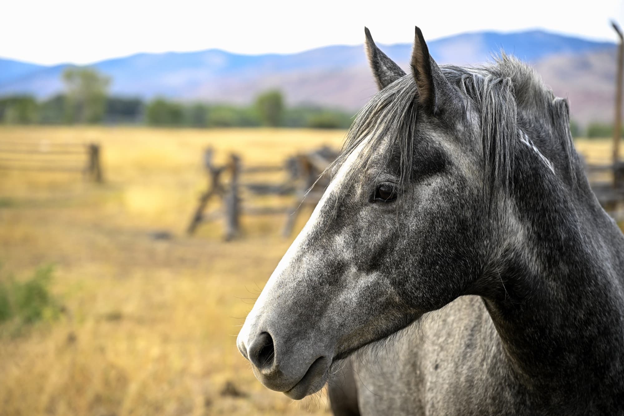 Life at Thunderhead Ranch, photo 3 of 10